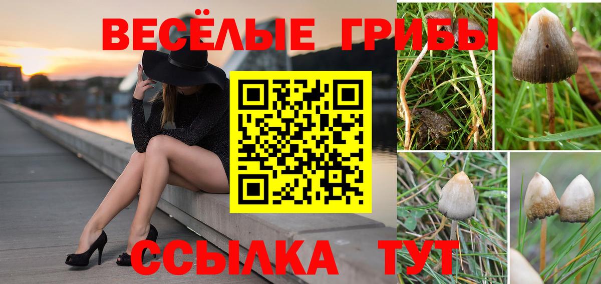 Прокопьевск  Псилоцибиновые грибы GOLDEN TEACHER  Вход с VPN  Псилоцибиновые грибы Cubensis 